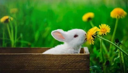 开云体育移动版：掌上竞技，智享精彩